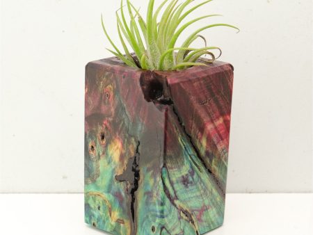 Wood Burl Wood+Resin Air Plant Holder - Vernon (Fire & Ice, 693225) Discount