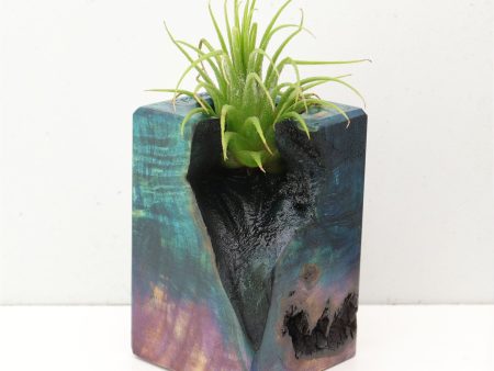 Wood Burl  Air Plant Holder - Drew (Wood Burl, 692593) Hot on Sale