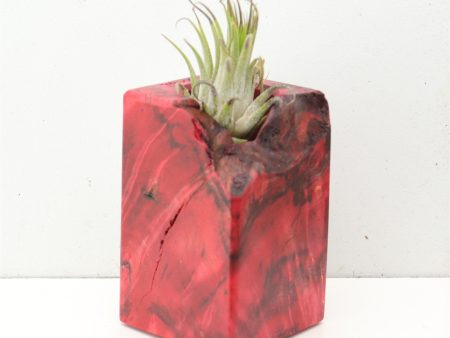 Wood Burl  Air Plant Holder - Zayn (Wood Burl, 691709) Fashion