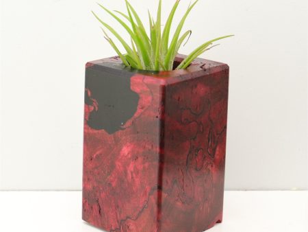 Wood Burl Wood+Resin Air Plant Holder - Haisley (Fire & Ice, 693274) Discount