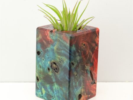 Wood Burl Wood+Resin Air Plant Holder - Miley (Fire & Ice, 693279) Online Sale