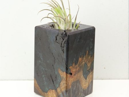 Wood Burl  Air Plant Holder - Brenna (Wood Burl, 691706) For Cheap