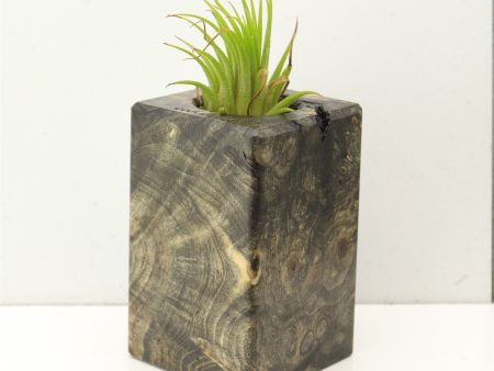 Wood Burl  Air Plant Holder - Ethel (Wood Burl, 689716) Cheap