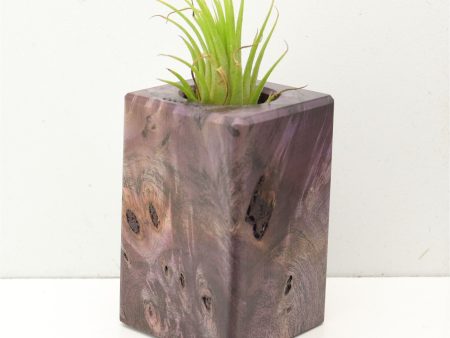 Wood Burl  Air Plant Holder - Callum (Wood Burl, 689726) Supply