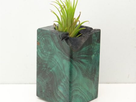 Wood Burl  Air Plant Holder - Estrella (Wood Burl, 689743) For Discount