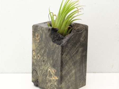 Wood Burl  Air Plant Holder - Daryl (Wood Burl, 689736) For Sale