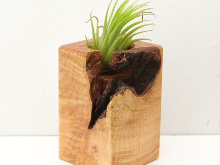 Wood Burl  Air Plant Holder - Arya (Wood Burl, 689744) For Cheap