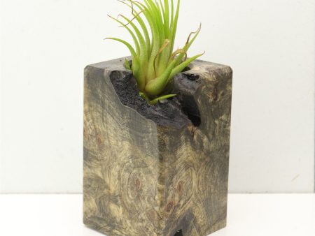 Wood Burl  Air Plant Holder - Bennie (Wood Burl, 689717) Discount