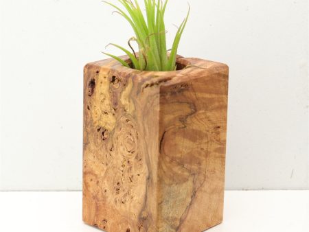 Wood Burl  Air Plant Holder - Eli (Wood Burl, 689740) Online now