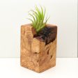 Wood Burl  Air Plant Holder - Brynn (Wood Burl, 689715) Sale