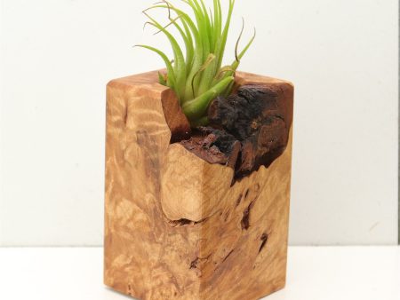 Wood Burl  Air Plant Holder - Brynn (Wood Burl, 689715) Sale