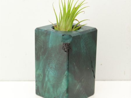 Wood Burl  Air Plant Holder - Ariyah (Wood Burl, 689760) Online now